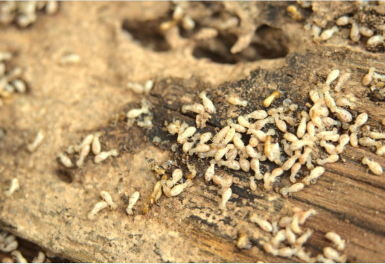 7 ways to identify termite infestation early in Brisbane properties