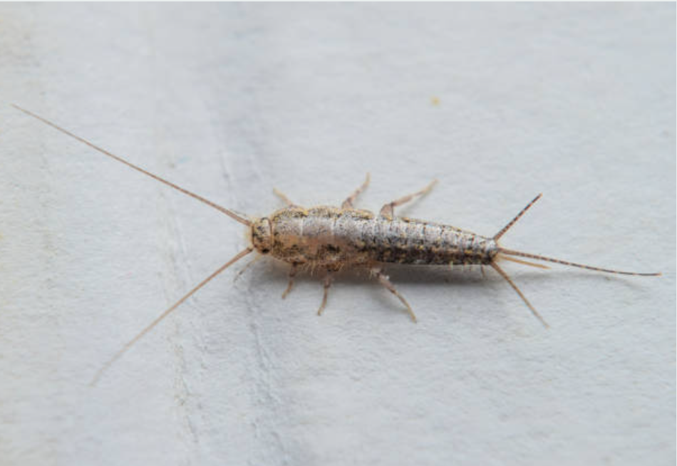 Silverfish